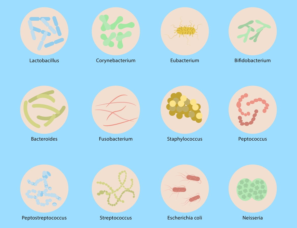 Microbioma vaginal e sua influência na saúde da mulher